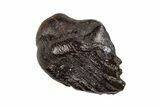Fossil Pachycephalosaur Tooth - Montana #204641-1